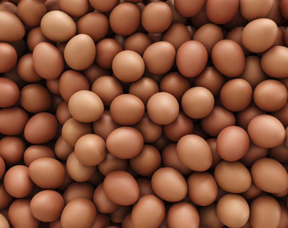 Ilustração Selmi respeta el bienestar animal en la producción de huevos